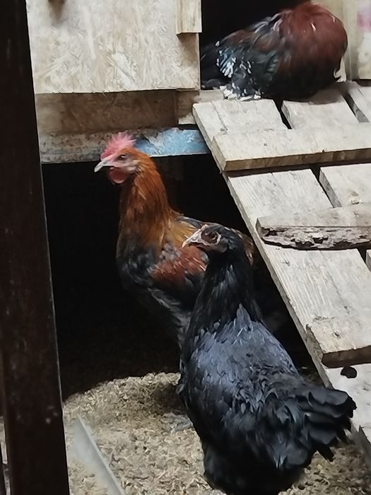Продам молодых петушков