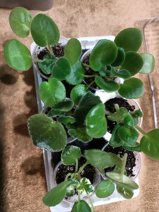 Продам Сортовые фиалки