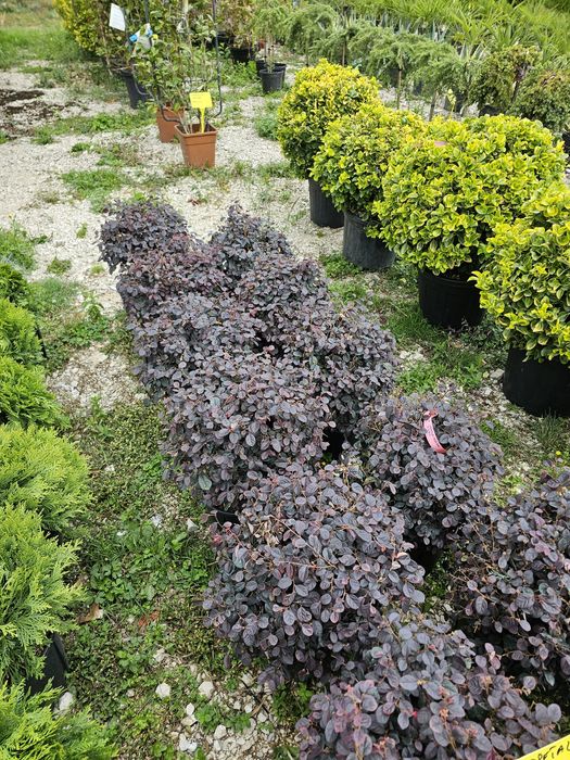 Livrare  la domiciliul cu tot cu plantare livrarea gratuit !!