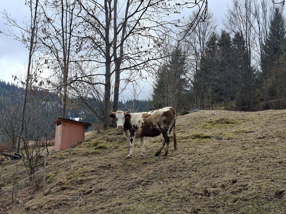Vaci de vanzare baltata romaneasca