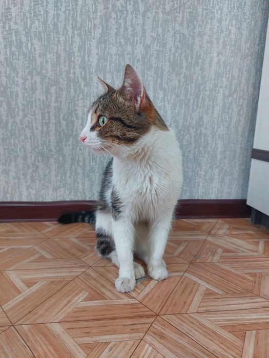 Хозяин ! Отзовись !