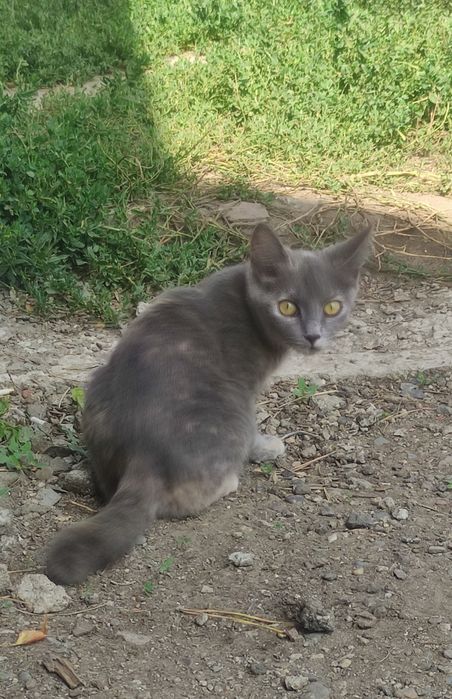 Котёнок девочка 2,5-3 месяца