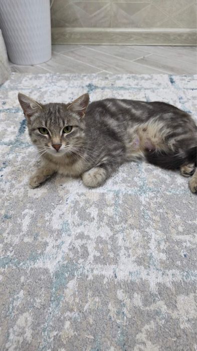 Отдам кошку и кошечку в добрые руки