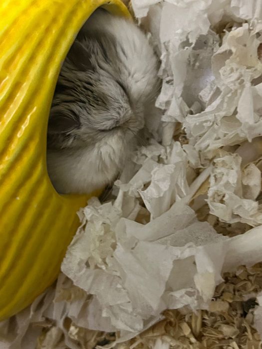 хомяк джунгарский