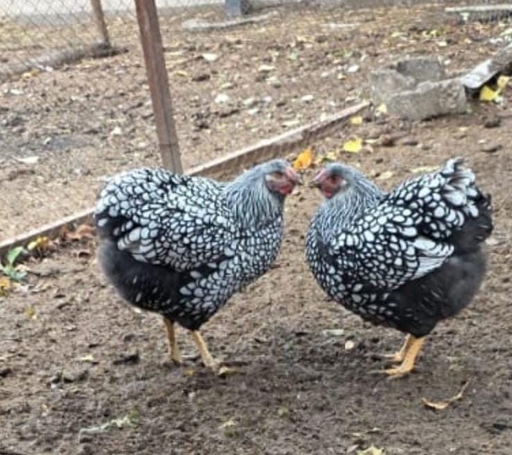 Продаются яйца кур породы виандот