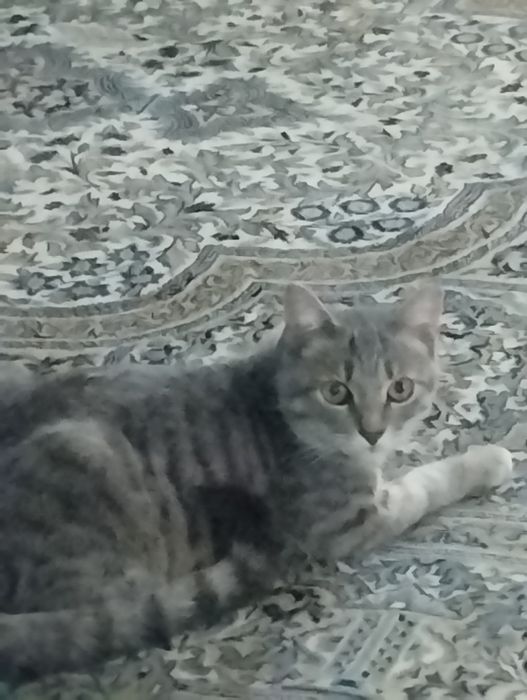 Отдам котёнка 7-месяцев