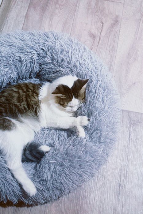 Кот бесплатно отдаётся в добрые руки