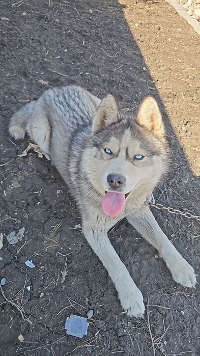 Продам  доброго красивого хаски