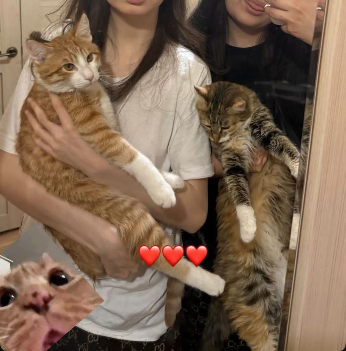 Продажа 1 кота и 1 кошки