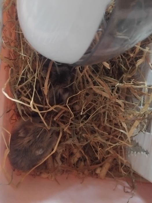 Hamsteri albi de vânzare si pui