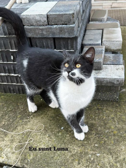 Donez pisica in Arges, Adoptie pisici Arges