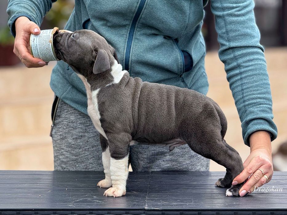 Amstaff rasă pură cu pedigree