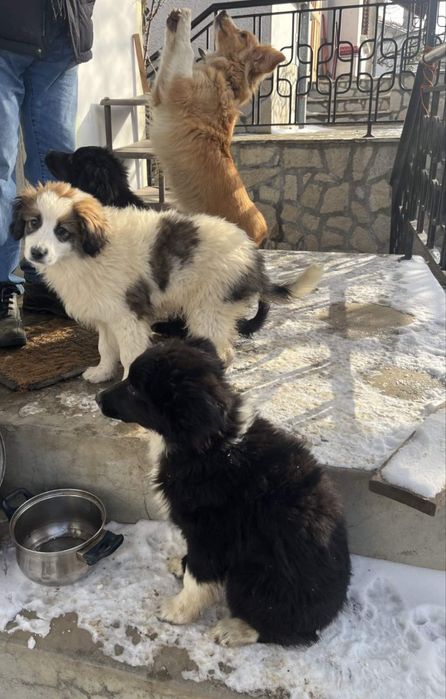 Подарявам кучета