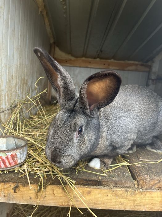 Mascul Hycole Francez