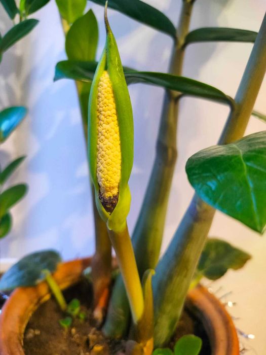 Цветок Замиокулькас