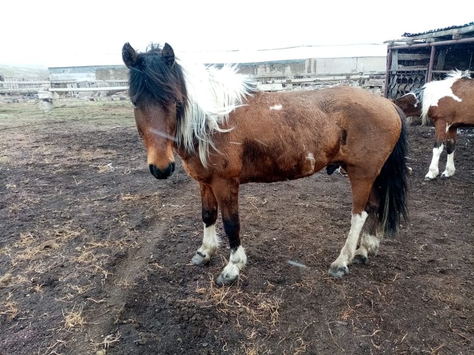 Продам рабочую лощадь