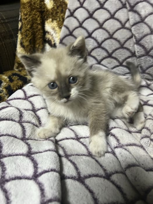 Отдадим котенка девочка