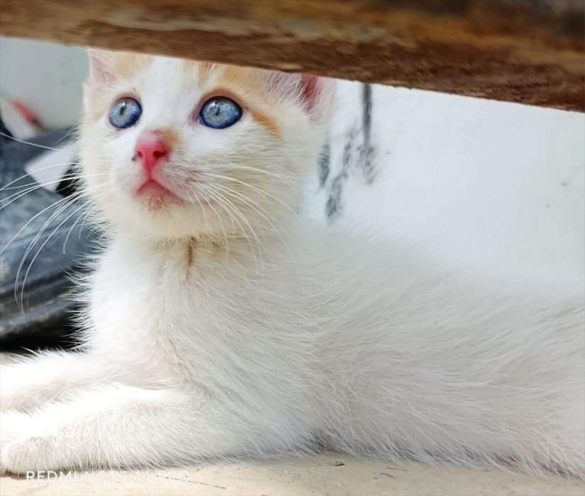 Котенок в добрые руки