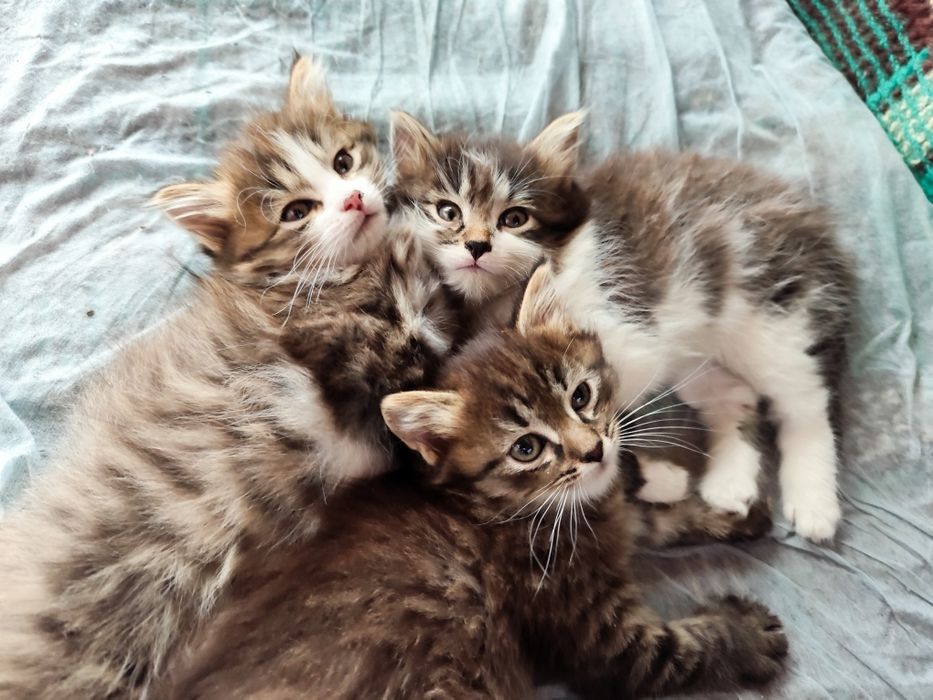 Отдам милых котят