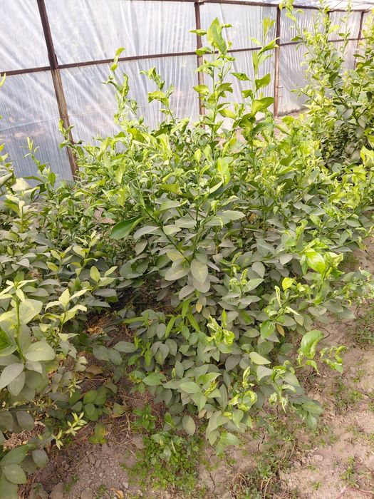 Lemon ko'chatlar 3 4 yillik