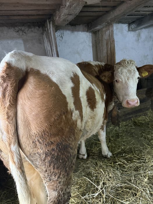 Vând vacă pentru abator