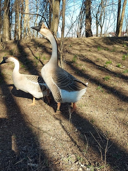 Ouă gâște chinezesti rasă pură