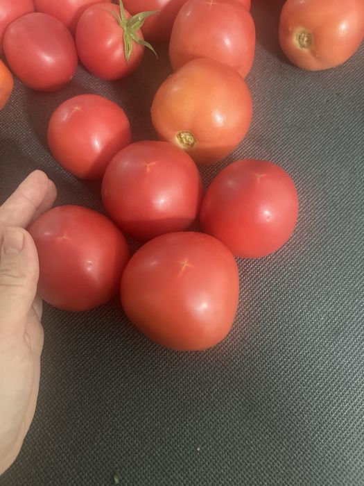 Домашние помидоры
