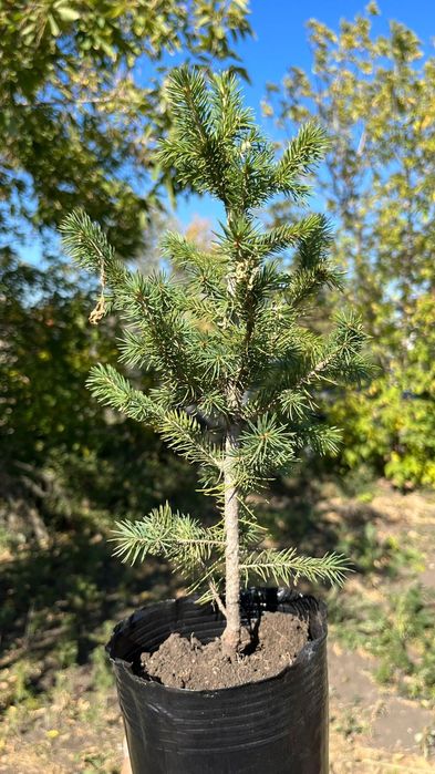 Ель Сибирская(Зеленая)