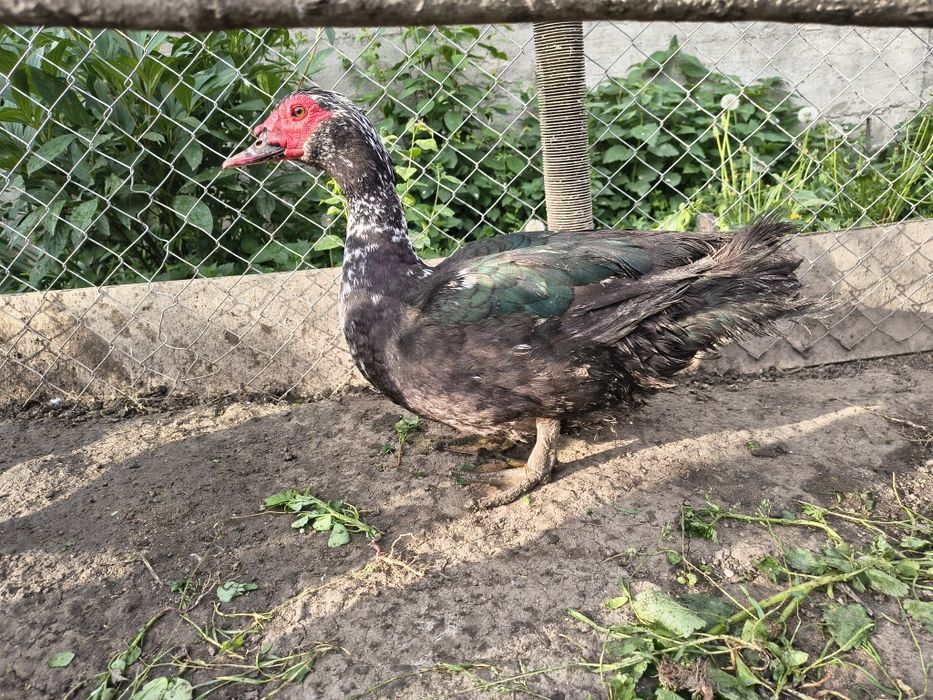 Rățoi mut crescut natural