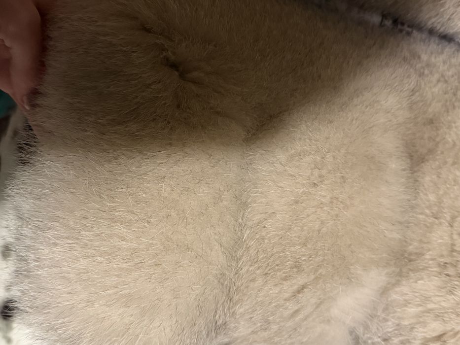 Haina de blana de vulpe