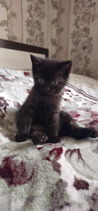 Скоттиш страйт девочка