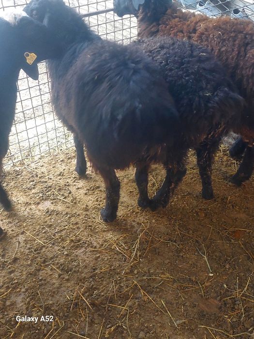 Қошқар омлррззтзоодизи