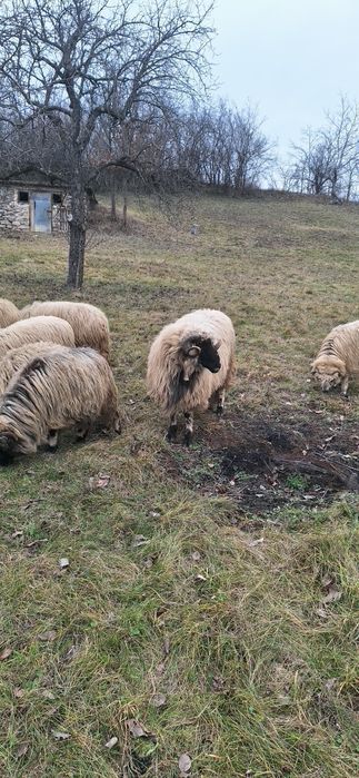 Licitez berbec ,vârstă 3 ani