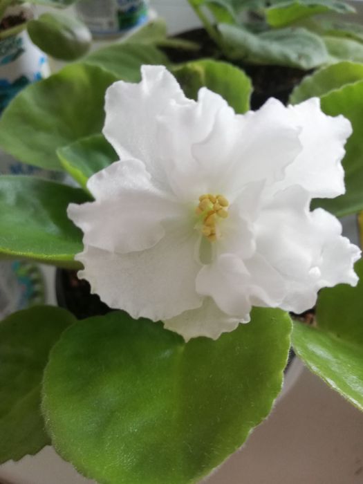 Продам комнатные цветы