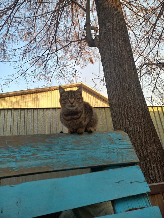 Котенок окрас табби