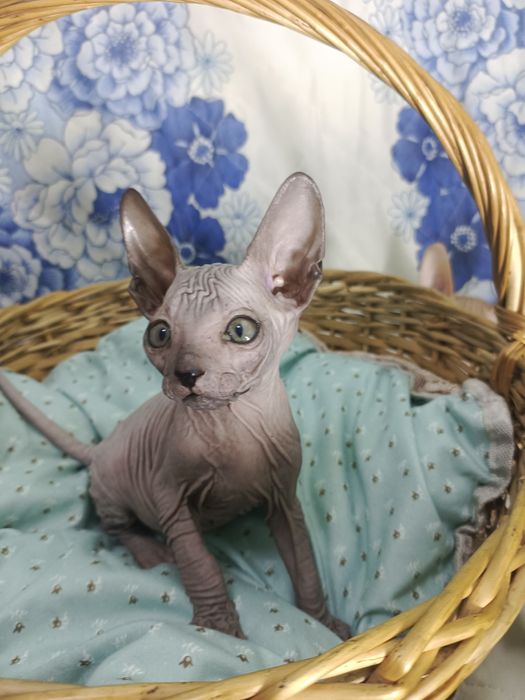 Котята донские сфинксы