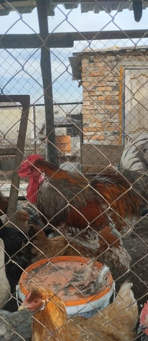 Продам домашних курей