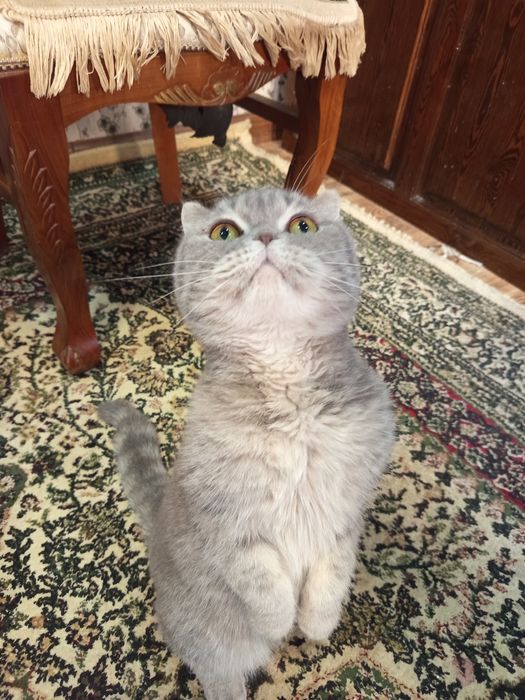 Шотландская вислоухая кошка