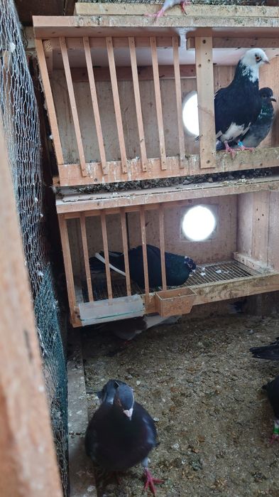 Vând porumbei voiajori o porumbiță este gratis