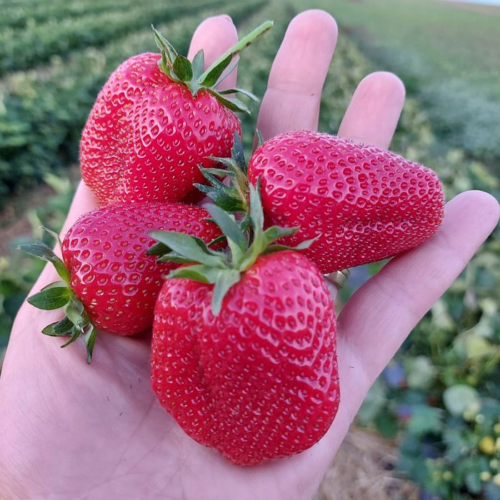 Ofer spre vânzare stoloni capsuni Albion ,Alba ,Asia și altele