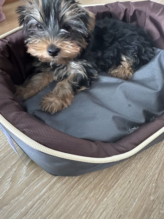 Йоркширски териер