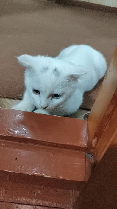 Мушукча сотилади
