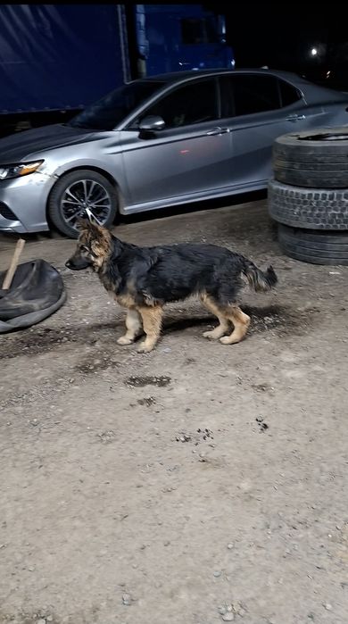 Щенок Немецкий Овчарка девочка