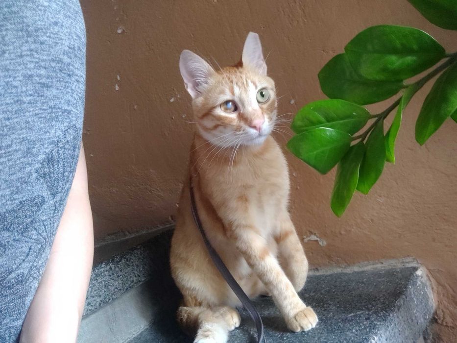 Осинови Коте Шеф Риж