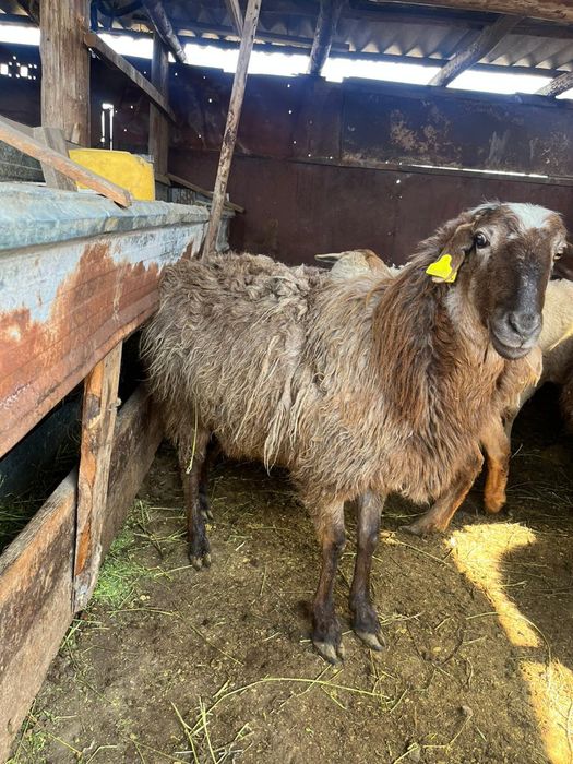 Сатылады 12 бас сек койлар