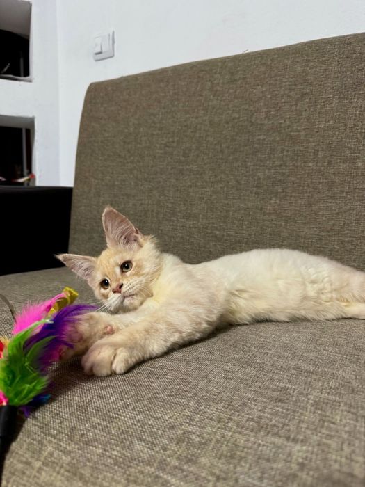 Femela maine coon felisa autorizata