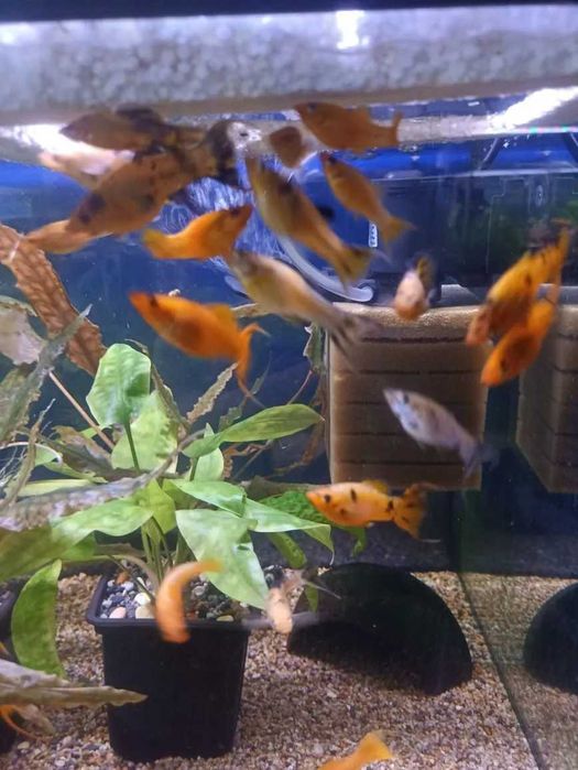 Моллинезия Ассорти.