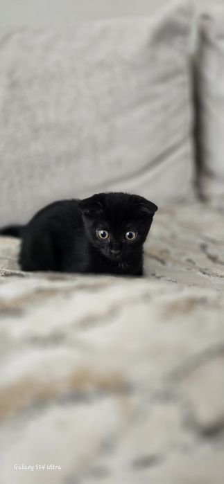 Вислоухая девочка красотка. Отдадим в добрые руки