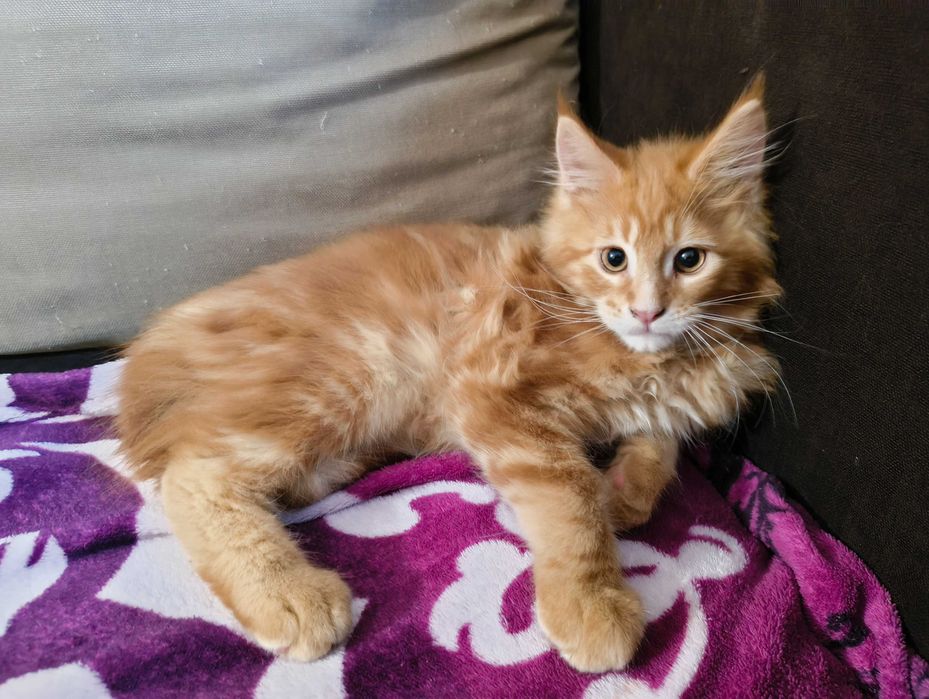 Котенца  Мейн кун