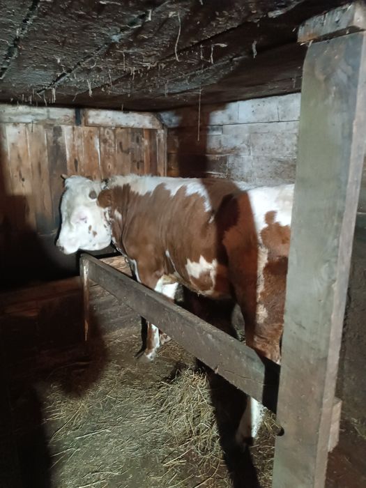 Чистокровный симментал